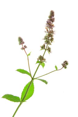 Spearmint (Mentha spicata) clipart