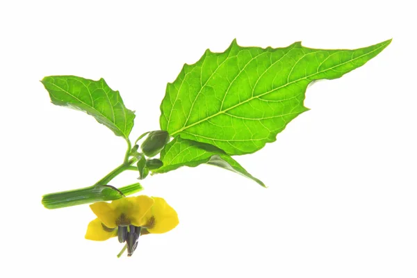 Mexikói földicseresznye (physalis philadelphica) — Stock Fotó