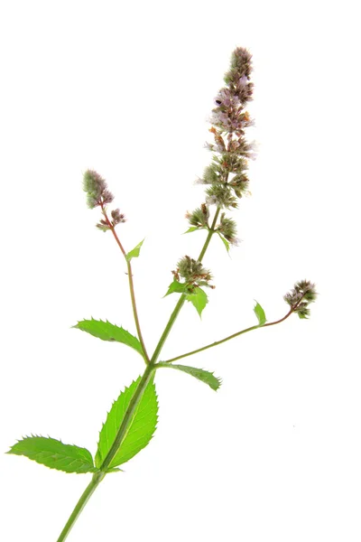 Mięta (mentha spicata) — Zdjęcie stockowe