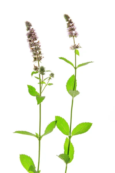 Spearmint (Mentha spicata) — Stock Photo, Image