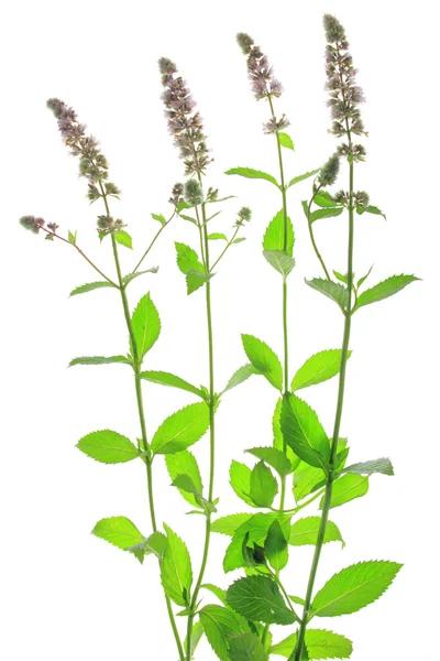 Menta verde (Mentha spicata ) —  Fotos de Stock