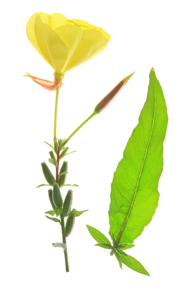 Evening primrose (Oenothera) — Stock Photo, Image