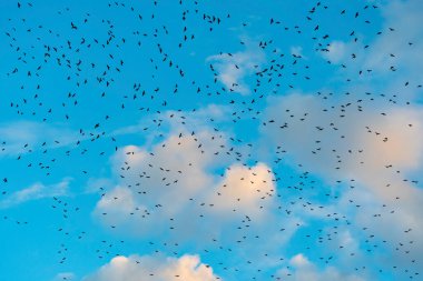 Mavi bulutlu gökyüzünde daireler çizen dev kara kuş sürüsü. Bulutlar batan güneş tarafından sarıya kesilir..