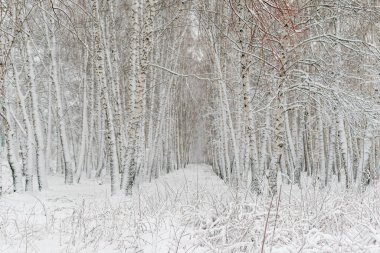 Kış manzarası. Huş ağacı koruluğu yeni yağmış beyaz karla kaplıdır..