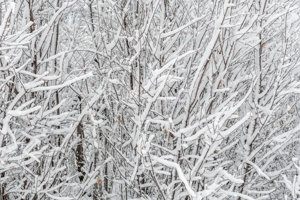 Textura Gráfica Galhos Árvores Cobertos Com Neve Fofa Branca Recém — Fotografia de Stock