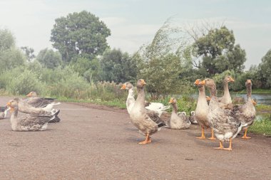 Suyun içinden çıkan ve asfalt yolda yürüyen küçük bir kaz sürüsüyle kırsal alan..