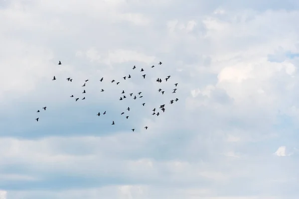A large flock of wild doves is flying high in the blue cloudy summer sky. Silhouettes of birds on a background of clouds.