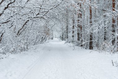 Yoğun bir kış ormanının ortasında beyaz karla kaplı boş bir yol. Huzur ve sessizlik.