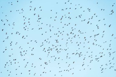 Büyük bir kara kuş sürüsü mavi yaz gökyüzünde yükseklere uçar. Göçmen kuşların siluetleri.