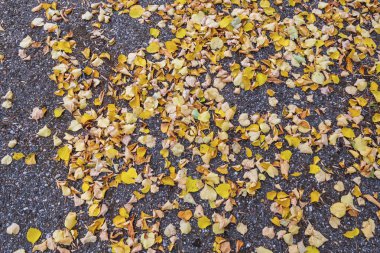 Siyah asfalt yüzeyinde solmuş sarı yapraklar. Soyut doku.