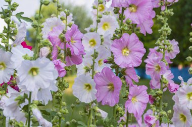 Mallowlar çiçek açıyor. Yeşil saplı, çok renkli yaz çiçekleri. Yaz havası.