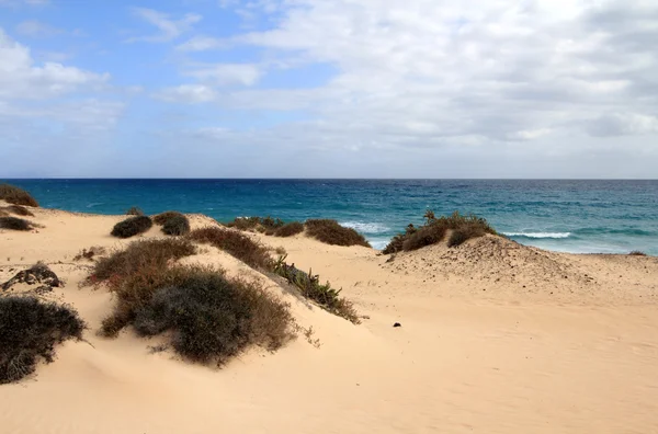 Corralejo природним парком (Фуертевентура - Іспанія) — стокове фото