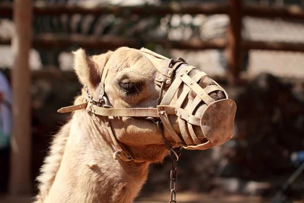 Camello con bozal — Foto de Stock