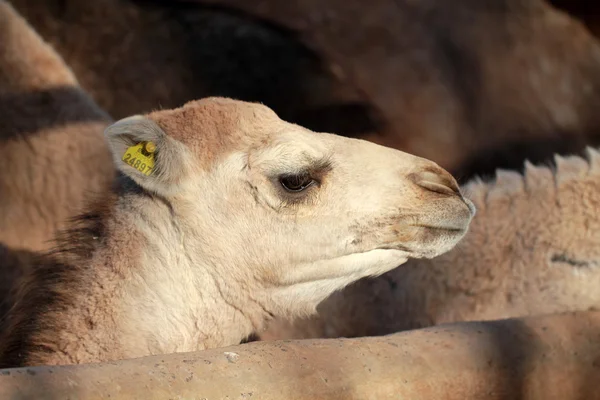 Young camel — Stock Photo, Image