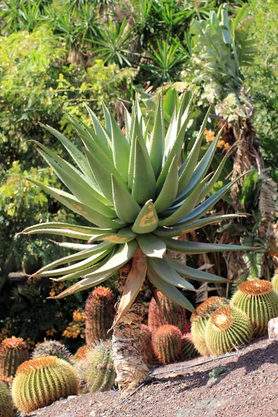 Aloe vera — Stockfoto