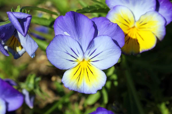 Pansy — Stock Photo, Image