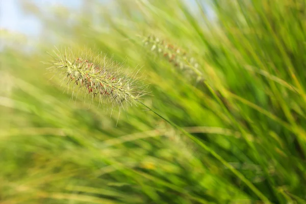 Natural green background with grass and bokeh lights — Stock Photo, Image