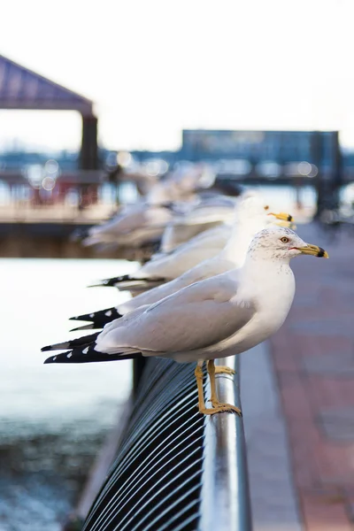 Sea gull birds resting in the waterfront in new york