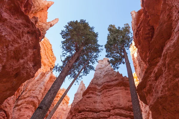 Park Narodowy Bryce Canyon w Utah — Zdjęcie stockowe