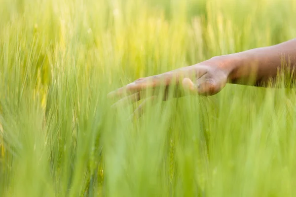 African American hand in wheat field - African — Stock Photo, Image