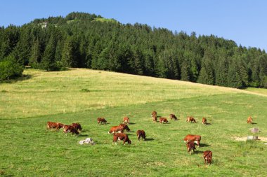 çanları giyim inekler t güzel yeşil bir çayırda, otlatma