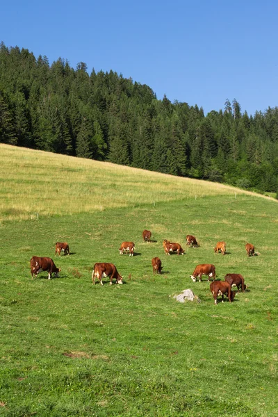 Vacas usando sinos estão pastando em um belo prado verde em t — Fotografia de Stock