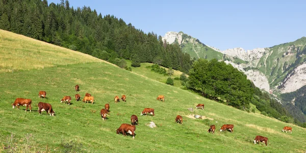 Les vaches portant des cloches paissent dans une belle prairie verte en t — Photo