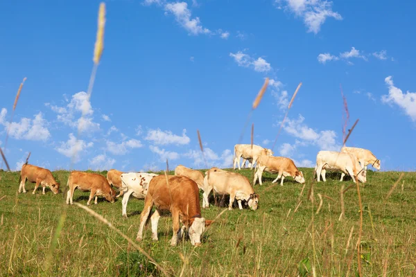 Vacas usando sinos estão pastando em um belo prado verde em t — Fotografia de Stock