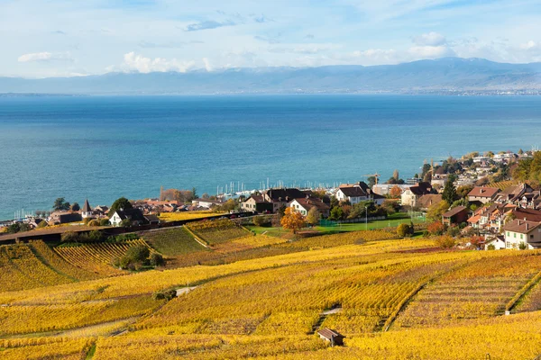Vineyards in Lavaux region - Terrasse de Lavaux, Switzerland — Stock Photo, Image