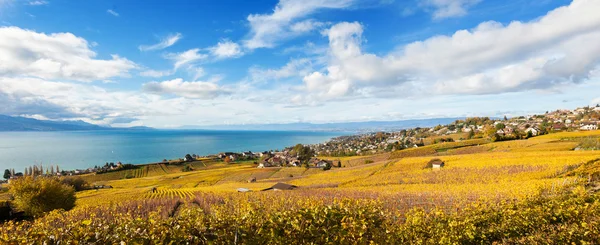 Vineyards in Lavaux region - Terrasse de Lavaux, Switzerland — Stock Photo, Image