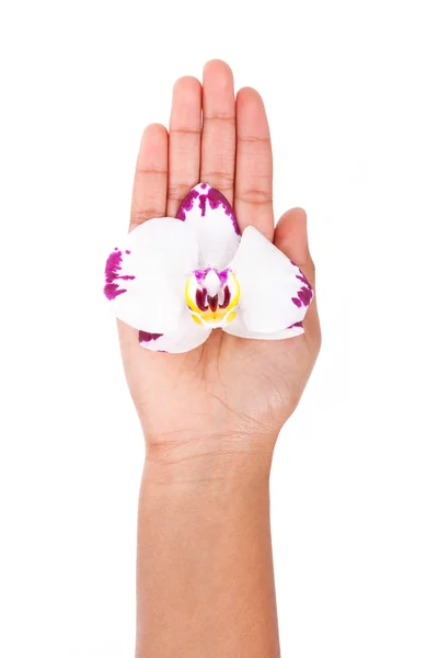 Zwarte Afrikaanse Amerikaanse vrouw hand met een orchideebloem — Stockfoto