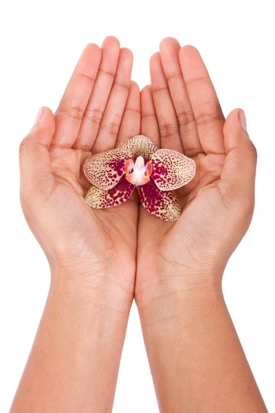 Svart amerikansk kvinna handen håller en orkidé — Stockfoto