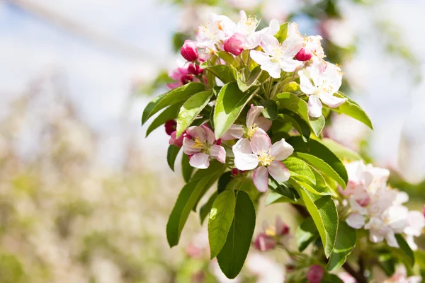 Apfelbaumblüte im Frühling — Stockfoto