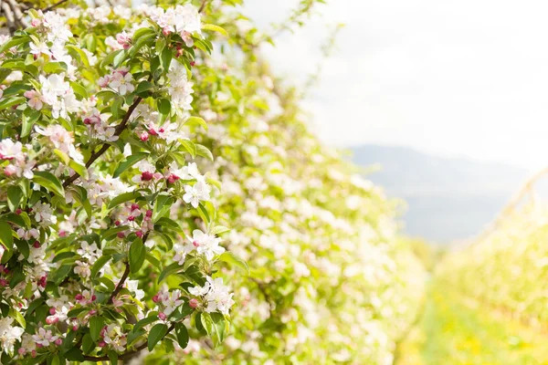 Apfelbaumblüte im Frühling — Stockfoto