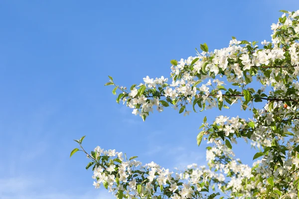 Bahar ağacı çiçeği - mavi gökyüzü üzerinde beyaz çiçekler — Stok fotoğraf