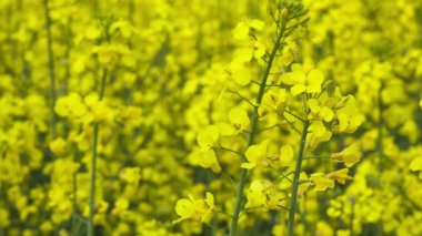 rüzgarda sallayarak güzel sarı coza alan