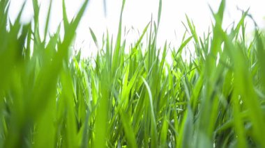 Yeşil buğday tarlası