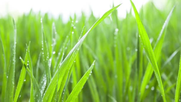 Green wheat field covered by water drops — Stock Video