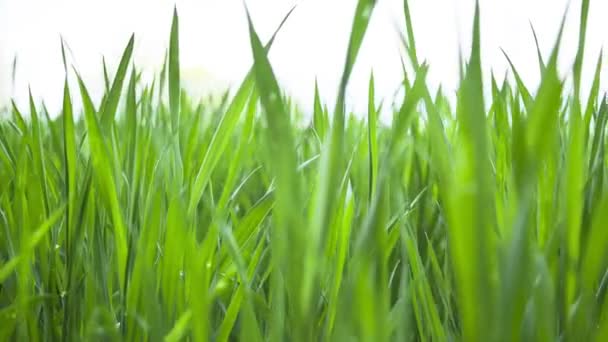 Green wheat field — Stock Video