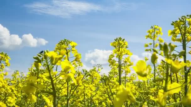 Hermoso campo de coza amarillo ondeando en el viento — Vídeo de stock