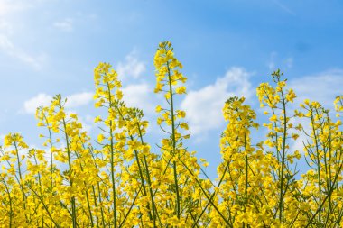 güzel sarı kolza alan çiçeği