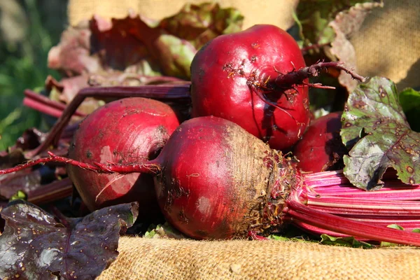 Table beet — Stock Photo, Image