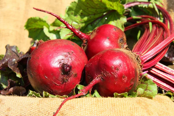 Table beet — Stock Photo, Image