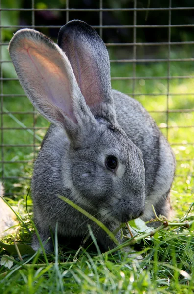Een konijn is in een kooi — Stockfoto
