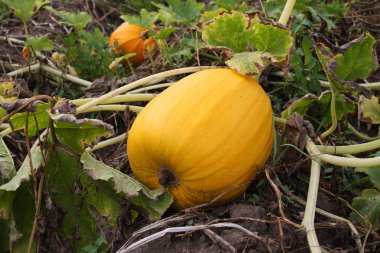 üzerinde bir karpuz kabak