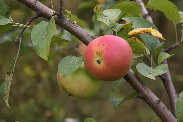 Apples are in a garden — Stock Photo, Image