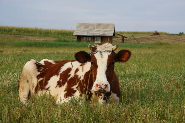 Cow on rest — Stock Photo, Image