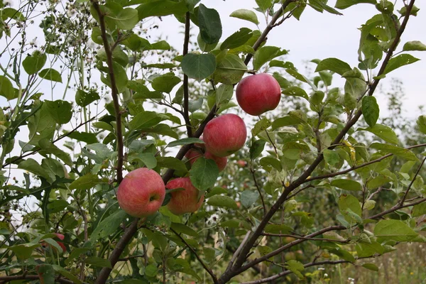 Apples are in a garden — Stock Photo, Image