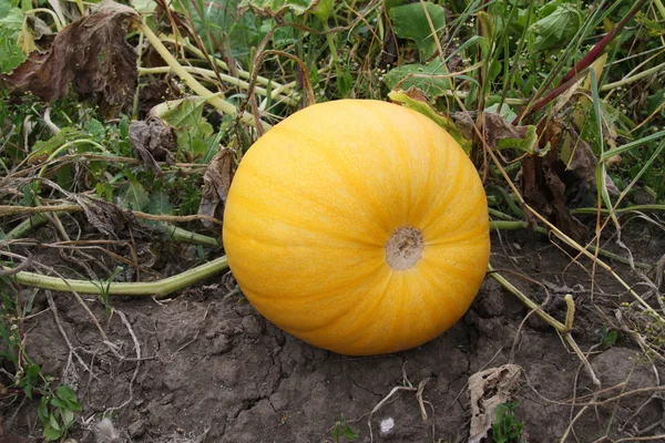 Pumpkin usual — Stock Photo, Image