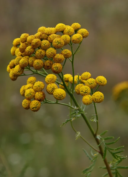 solucan otu şifalı hammadde